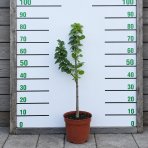 Mini hruška nízkokmenná (Pyrus communis) ´GARDEN PEARL´® - jesenná, výška 60-90 cm, kont. C5L